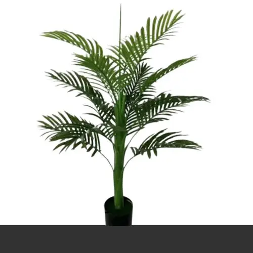 Areeca Palm