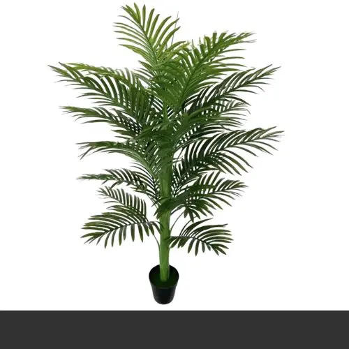 Areeca Palm 1.6 mtr.