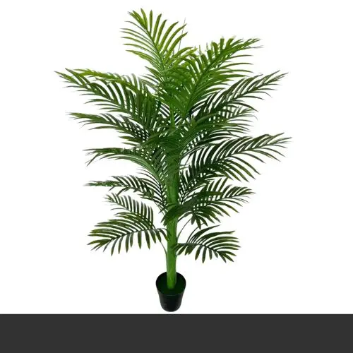Areeca Palm 1.8 mtr.